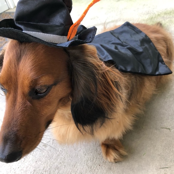 Dog | Zorro Dog Costume | Poshmark